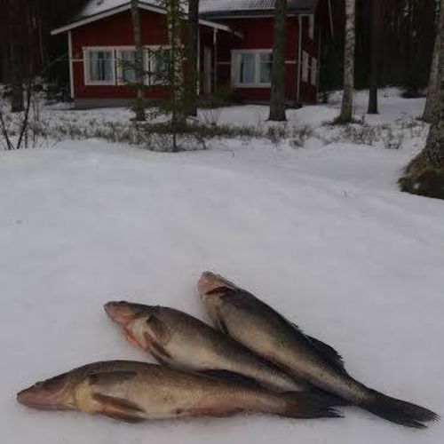 Kalat talvella